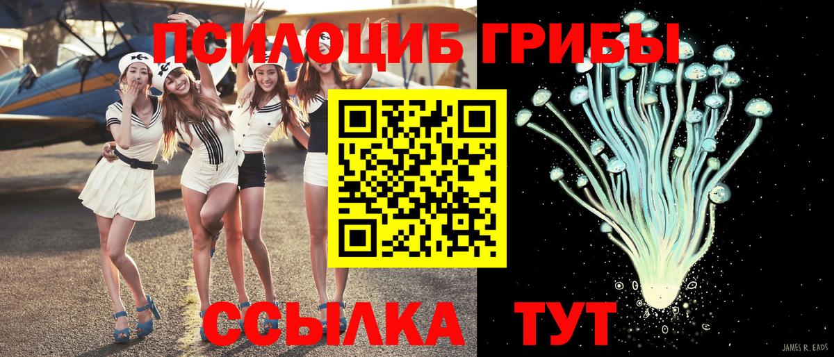 Псилоцибиновые грибы Psilocybine cubensis Камышин